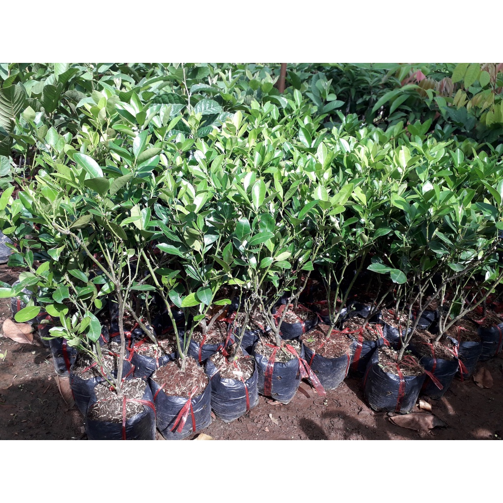 CÂY QUẤT GIỐNG. [ CÂY NHƯ HÌNH ] [J&T Express] [freeship extra shopee ]