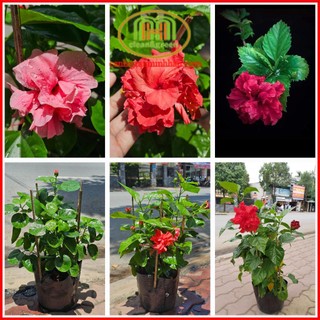 Cây bông bụp bông kép hoa đẹp như hoa hồng Minh Hân Garden