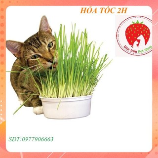 [ Bán sỉ ] Hạt Giống Cỏ Mèo Giúp Tiêu Hóa Tốt