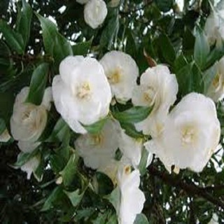 Hoa hải đường trắng - cây giống nhỏ
