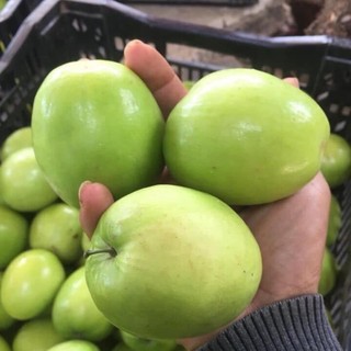 Cây giống táo đại