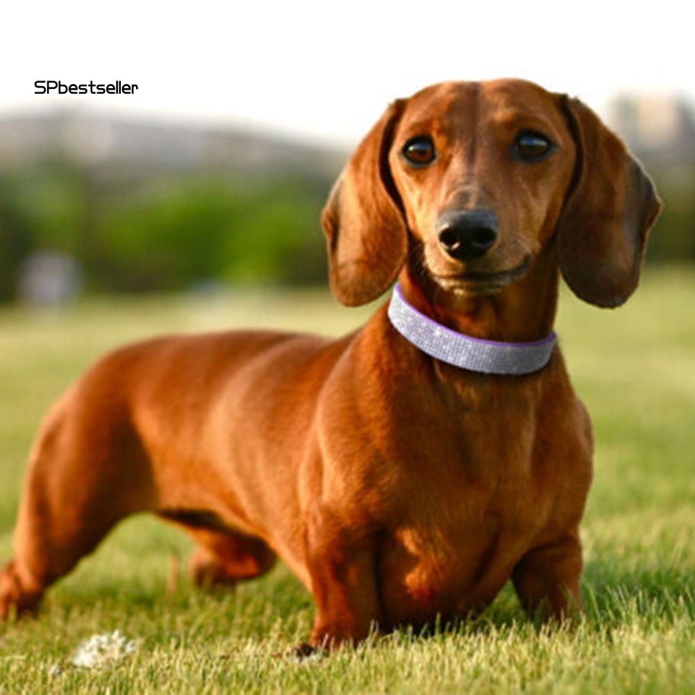 Vòng Cổ Da Giả Đính Đá Cho Thú Cưng