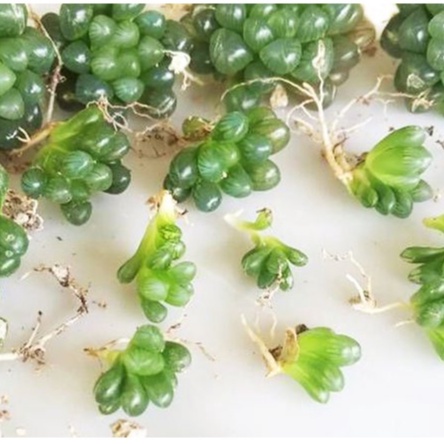 20 Hạt giống Sen đá Kim cương