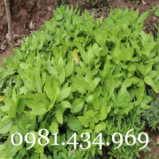 Cây kim thất tai tốt cho hô hấp, tiêu hóa 04cây chuẩn