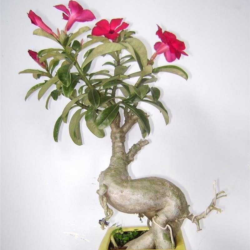 Cây Hoa Sứ Thái, cây trồng bầu C7, C9 cao khoảng 25-40 cm là loài cây cảnh mang đến những ý nghĩa tốt lành.