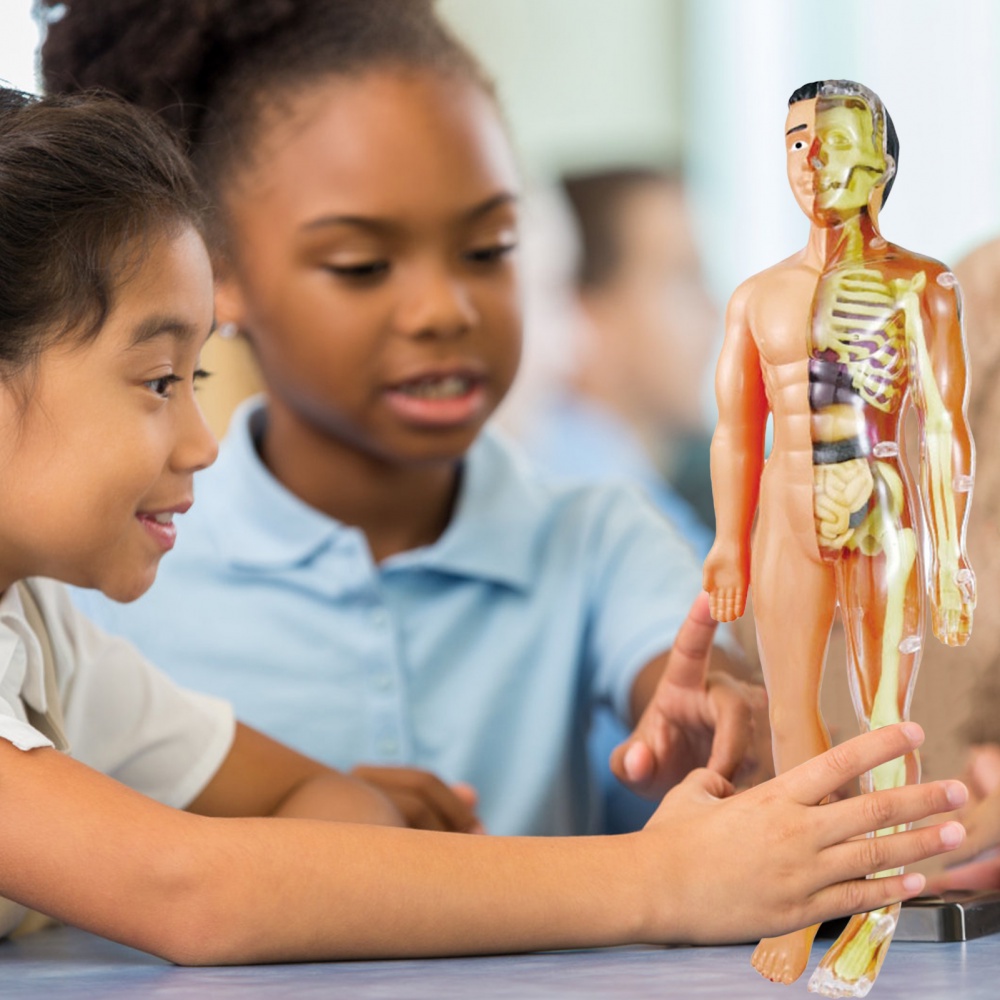HUMAN BODY MODEL 28CM ANATOMY DISPLAY ORGAN ASSEMBLY HUMAN SKELETON SET SCIENCE SAINS MODEL