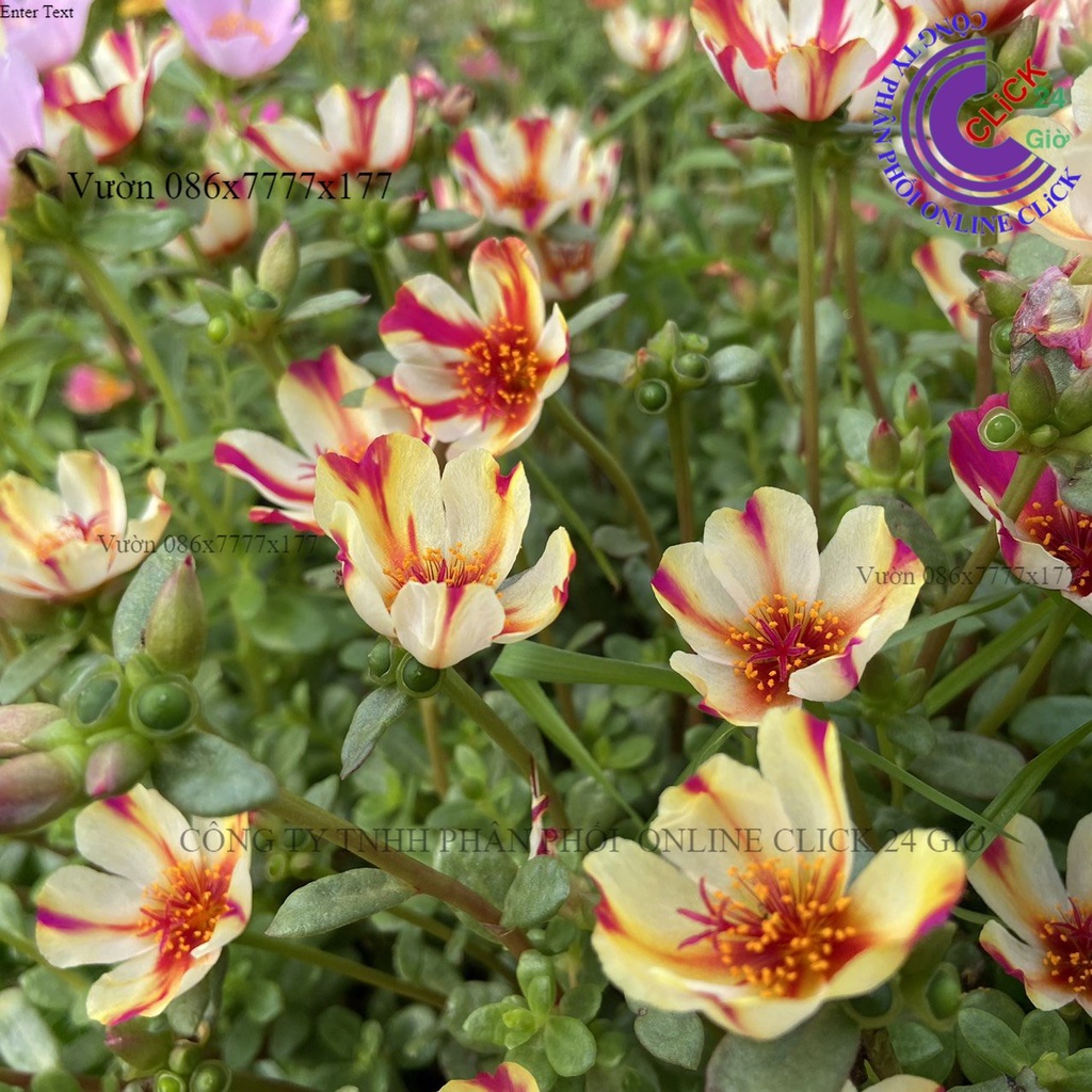 Cành Giống Hoa Màu 118 Hoa Mười Giờ Sam Sọc Siêu thị KM