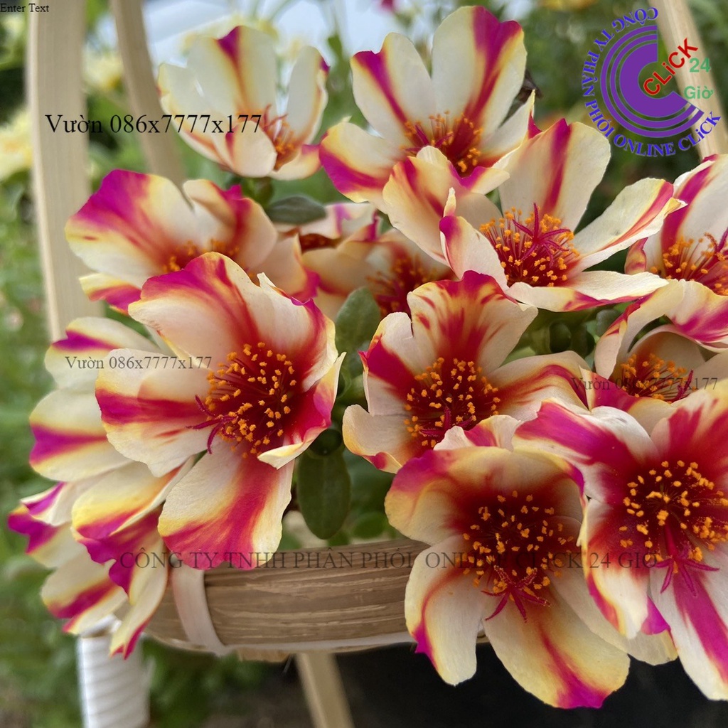 Cành Giống Hoa Màu 118 Hoa Mười Giờ Sam Sọc Siêu thị KM