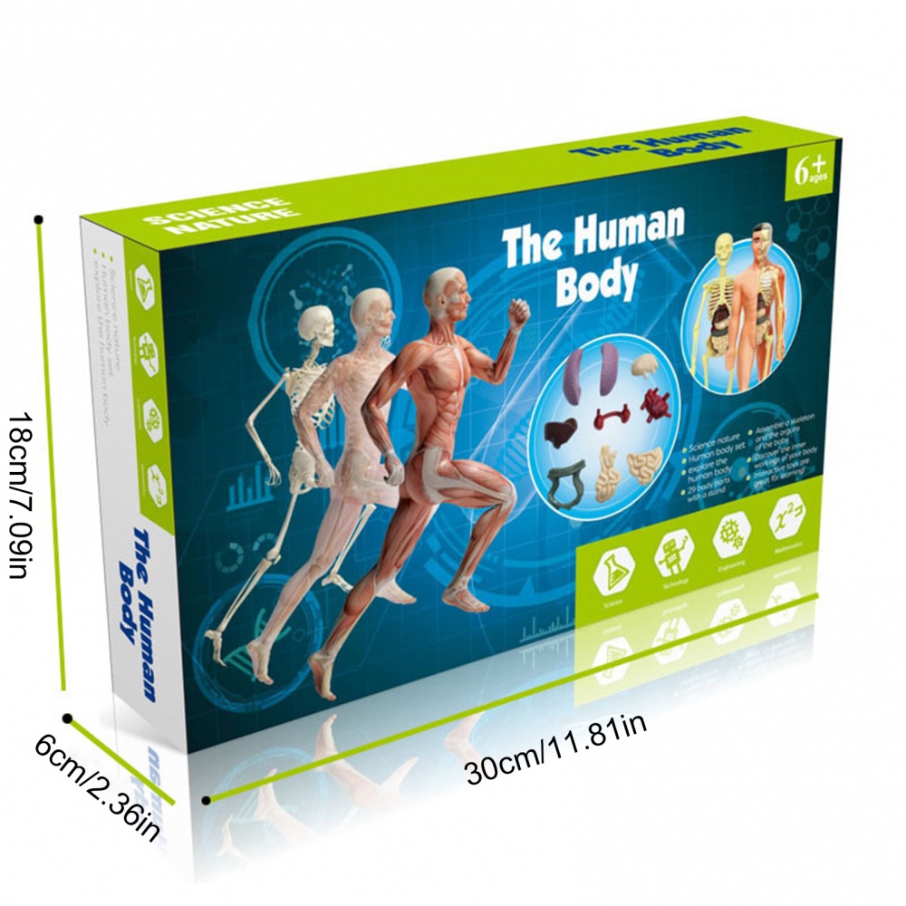 HUMAN BODY MODEL 28CM ANATOMY DISPLAY ORGAN ASSEMBLY HUMAN SKELETON SET SCIENCE SAINS MODEL