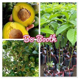 Cây giống bơ booth siêu sớm [ cây ghép - giống bơ dẻo ngon nhất việt nam ] [ freeship extra + hoàn xu extra ]