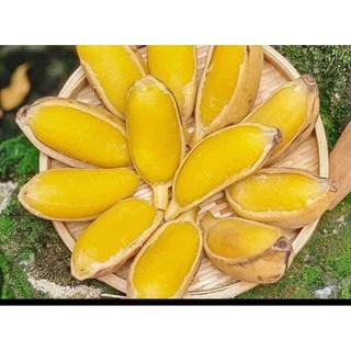 Cây giống chuối sáp nghệ bến tre