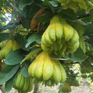 Cây giống cây phật thủ sau 6 tháng cho quả