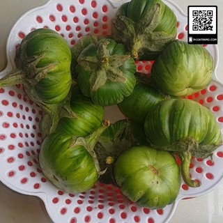 Hạt Giống Cà Bát ( Tím + Xanh + Trắng )
