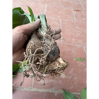 củ huệ hoa đỏ