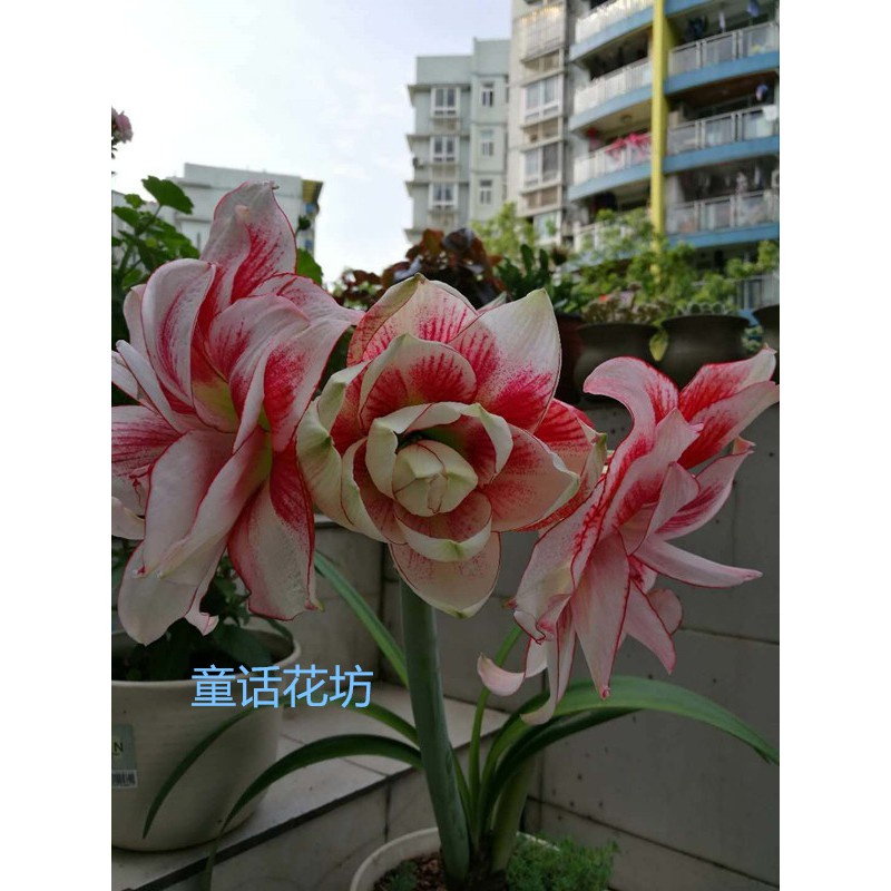 Hoa lan huệ kép, Amaryllis Elvas, Hoa lan huệ, Hoa loa kèn