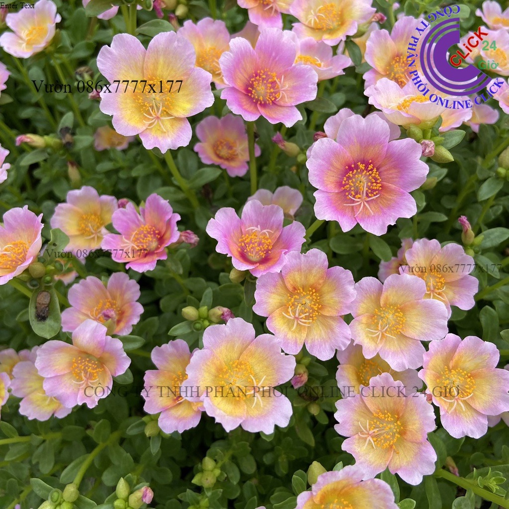 Cành Giống Hoa Sam Đơn 230 Hoa Mười Giờ Sam Siêu Hoa MiMa market