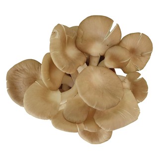 Nấm Bào Ngư Xám THT (Khay 200g)