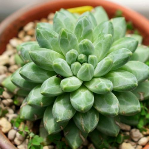 20 Hạt giống Sen đá Kim cương