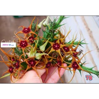 Xương rồng sao biển hoa chùm màu đỏ cam