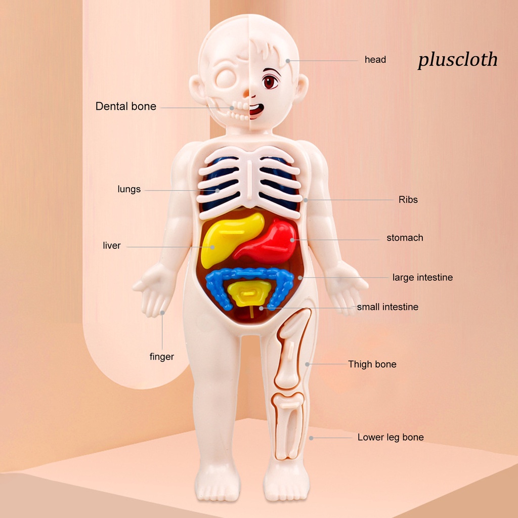 1 Bộ Đồ Chơi Mô Hình Cơ Thể Người Màu Sắc Tươi Sáng Thú Vị Giáo Dục Sớm Cho Bé