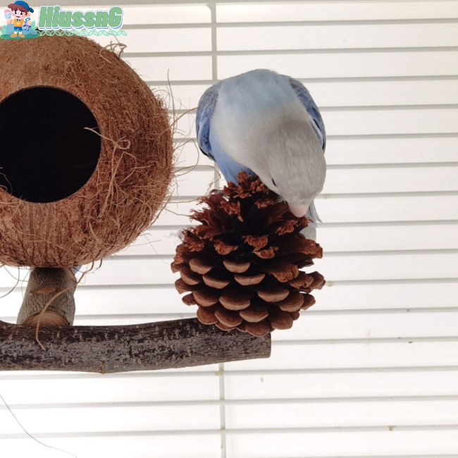 Tổ Chim Bằng Vỏ Dừa Tự Nhiên Kèm Giá Đỡ Đứng Độc Đáo