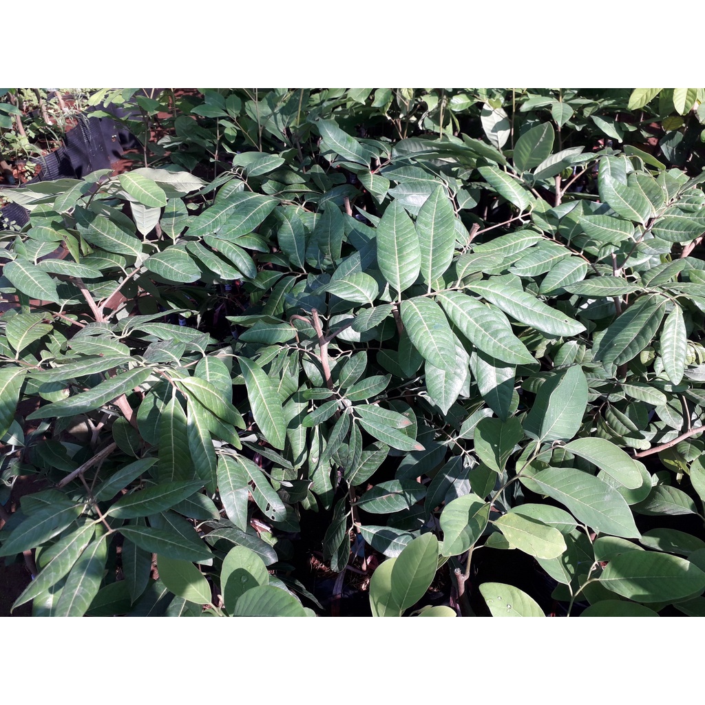 CÂY GIỐNG NHÃN LONG PHỤNG CHÂU. [ GIỐNG MỚI ] )