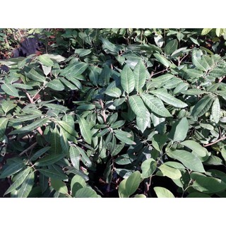 CÂY GIỐNG NHÃN LONG PHỤNG CHÂU. [ GIỐNG MỚI ] [ rẻ hơn HOÀN TIỀN ]