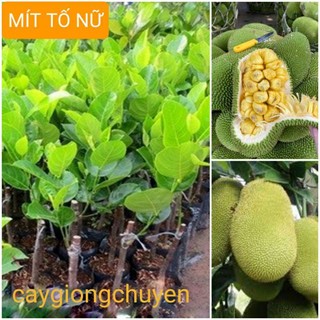 Cây giống mít tố nữ cây ghép cao 70-90cm