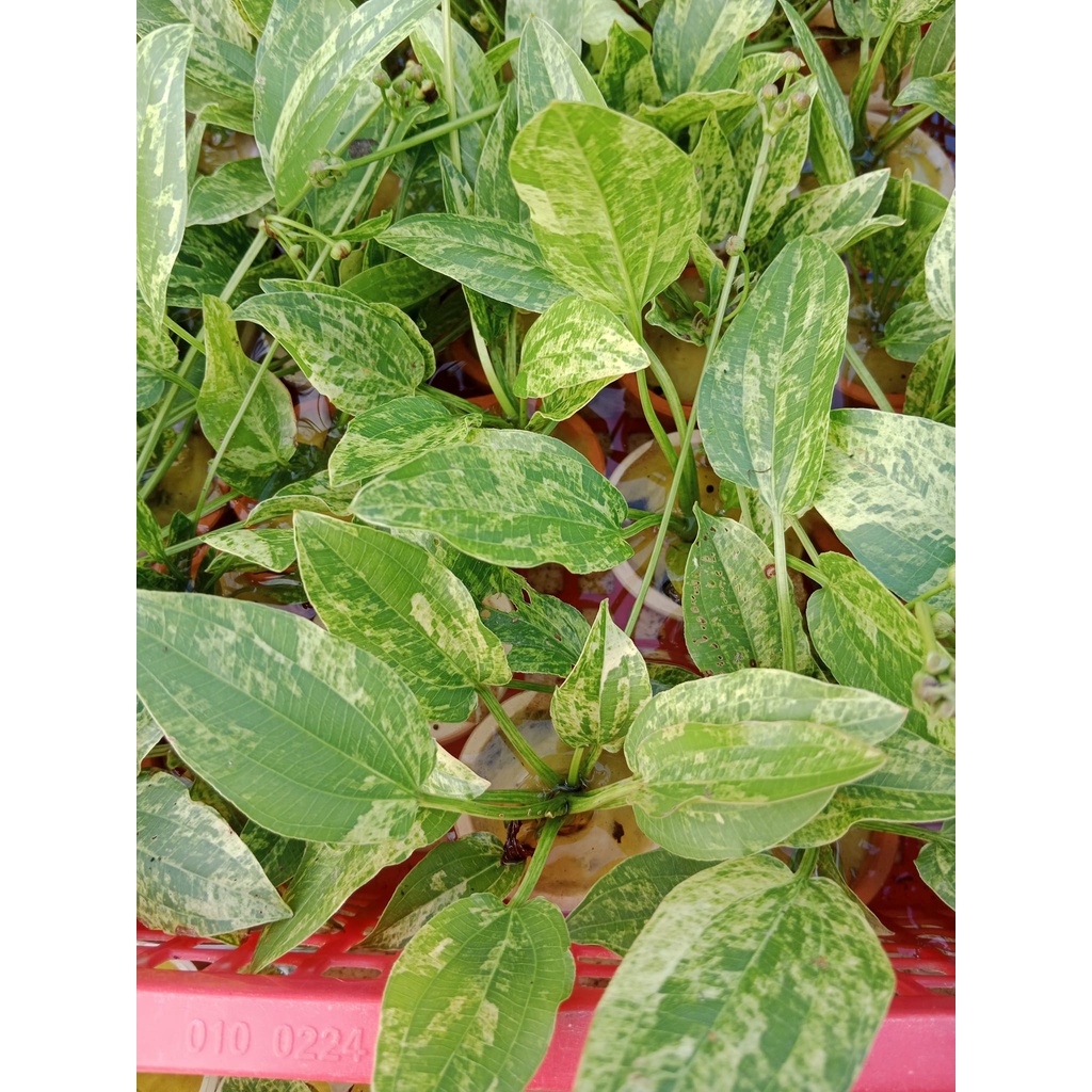 Lan nước Var thủy sinh  - MHL