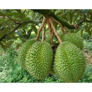 Cây Sầu riêng Dona (Monthong Thái Lan cơm vàng hạt lép) (chi lăng shop 47 )