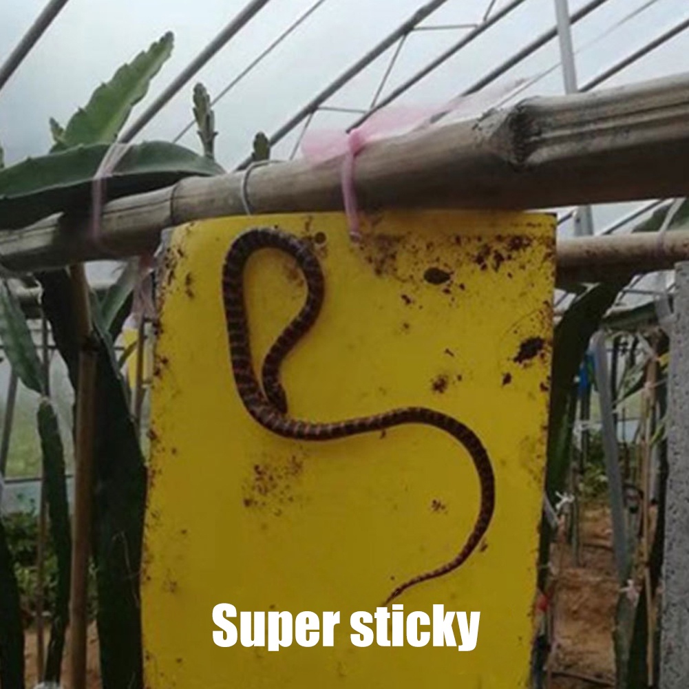 Bộ 20 Miếng Dán Bẫy Ruồi Hai Mặt Tiện Dụng