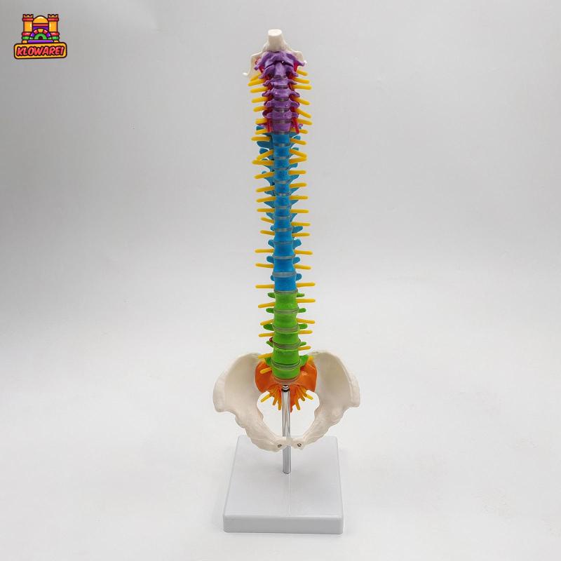 Predolo  Giá Đỡ Mô Hình Xương Cột Sống Linh Hoạt Có Chân Đứng Pelvis