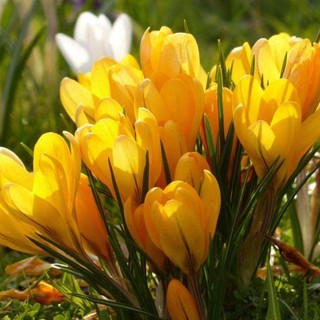 1 Củ hoa nghệ tây saffron