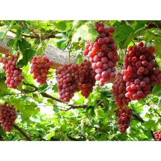 Hạt Giống Nho Pháp Leo Giàn ( Gói 10 Hạt) -[MUA 5 TẶNG 1 CÙNG LOẠI Dễ Trồng, Siêu trái]
