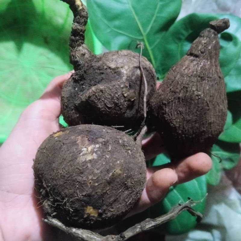 Củ Bình Vôi Bonsai rất đẹp 😍.