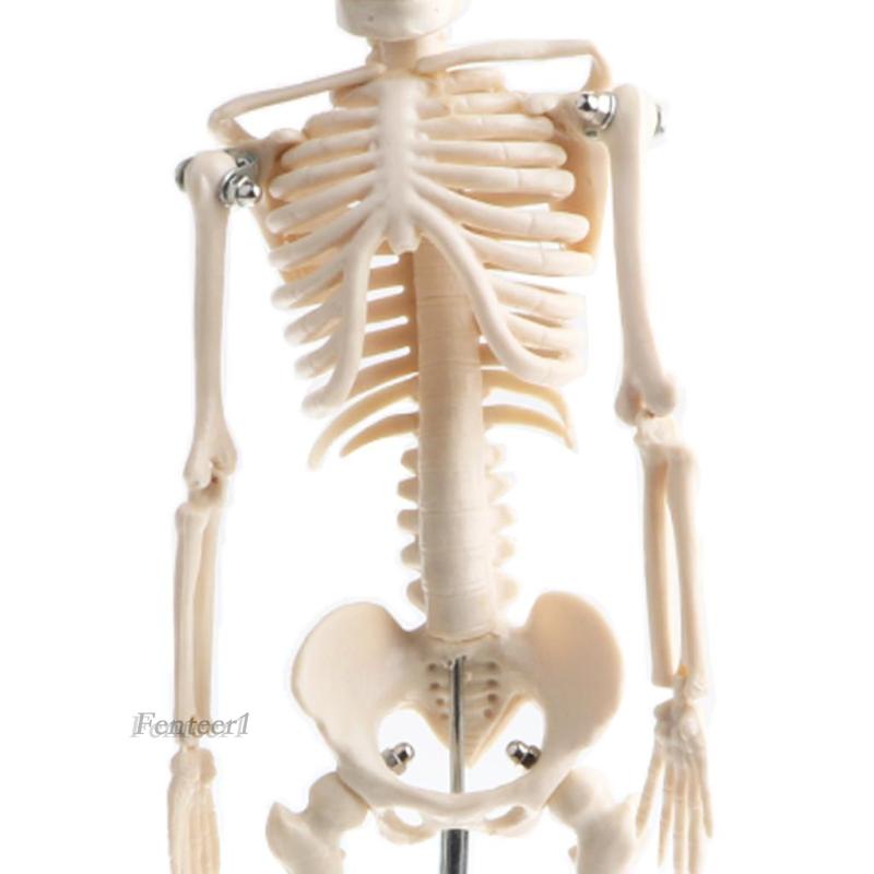Mô Hình Bộ Xương Người Bằng Nhựa PVC 42cm 1 [Fenteer1]