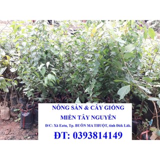 Cây giống mận hồng quân cao 1m như hình ()