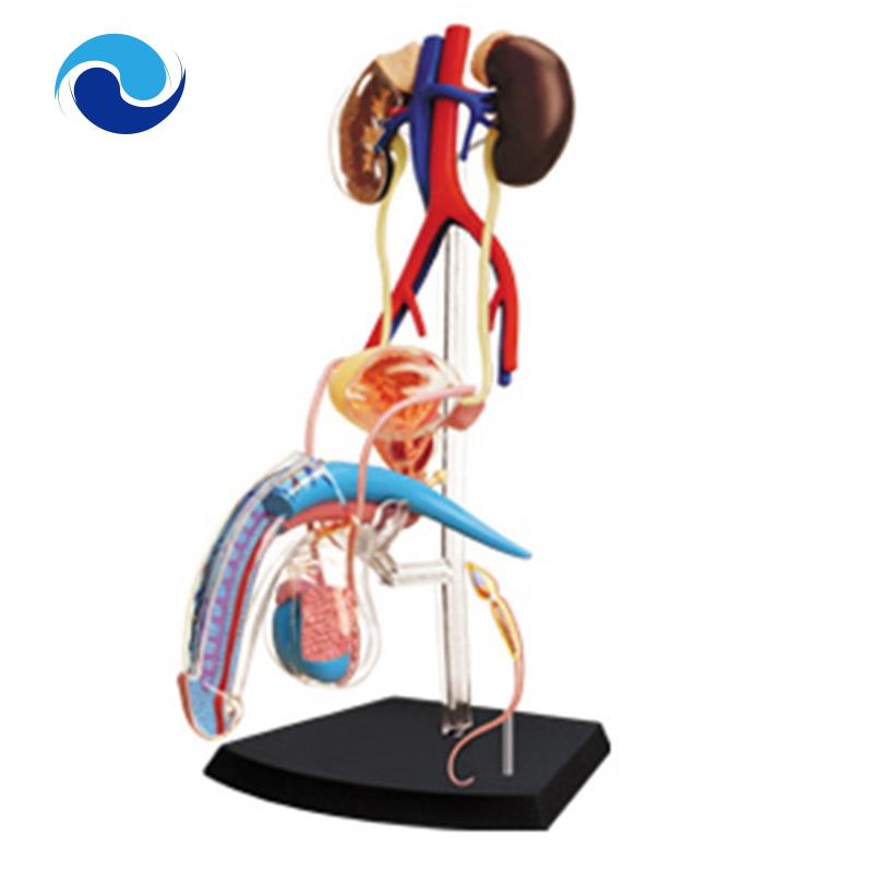 Mô Hình Cơ Thể Người Torso Dùng Dạy Học