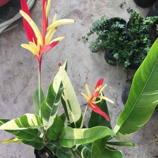 Cây giống chuối mỏ két lá cẩm thạch