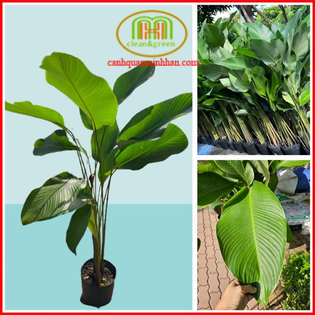 Cây dong kiểng là loại cây cảnh có lá đẹp độc đáo và bắt mắt tạo điểm nhấn trong các không gian Tropical Minh Hân Garden
