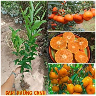Cây giống cam canh không hạt siêu ngọt - trồng chậu được,