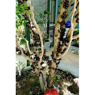 [Nhu_Mai_Garden]Cây Nho Thân Gỗ Tứ Quý