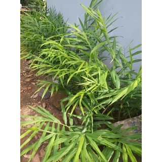 lá gừng tươi ( chuyên cây giống )