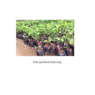 [Nhu_Mai_Garden]Cây Ổi Ruby Ruột Đỏ Không Hạt Cao  - GIống Cây Nhập Khẩu