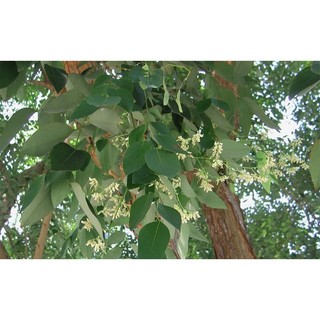 CÂY GIỐNG GIỐNG CẨM LAI rừng. [ GIAO HÀNG NHANH...]