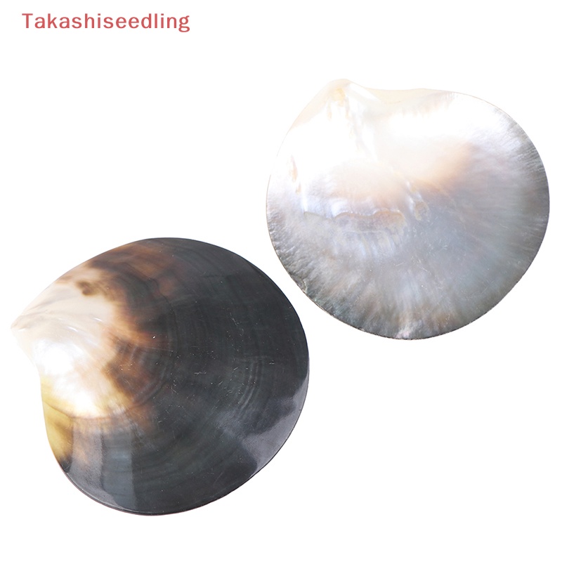 (Takashiseedling) Vỏ Sò Tự Nhiên Màu Đen Hình Bướm Vỏ Sò Trang Trí Thủ Công