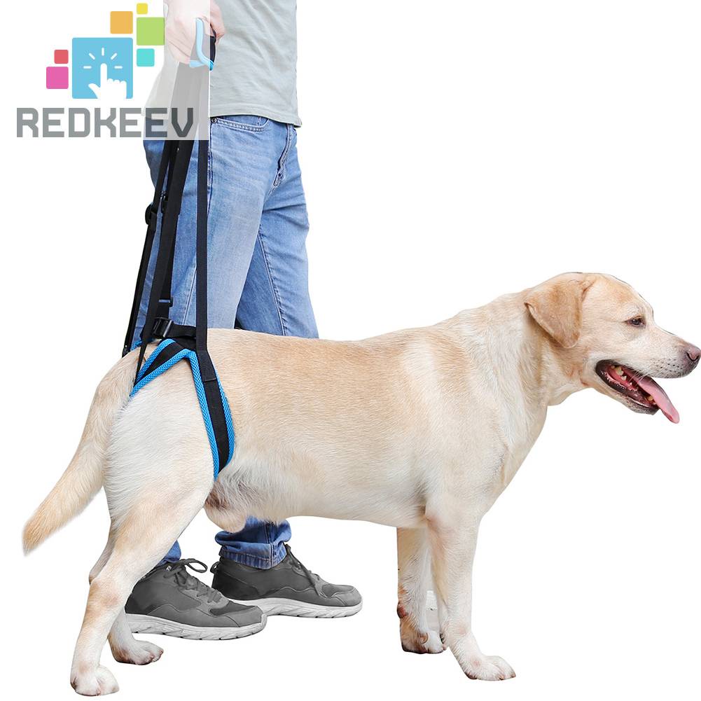 Dây Đai Hỗ Trợ Dắt Thú Cưng Đi Dạo Tiện Dụng Chất Lượng Cao