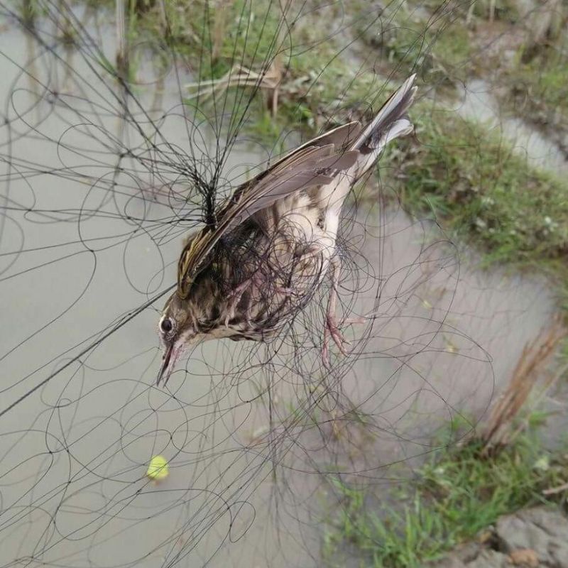 Lưới_bẫy_chim_tàng_hình_đủ_loại_cao_5m_dài10m_60m