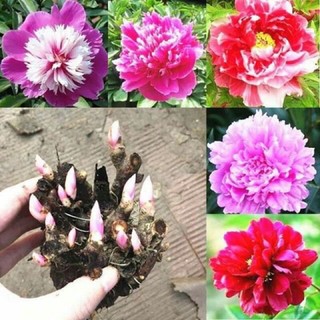 Củ hoa mẫu đơn cánh kép nhiều màu, củ cây hoa mẫu đơn đã nảy nhiều mầm - bông to siêu hoa