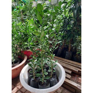 cây trúc ăn lá ,chanh thái. ( cây siêu khỏe) (chi lăng shop 47)